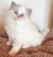 A DONNER:04 Chatons Pure Race RAGDOLL à Donner