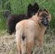 Magnifiques chiots bergers belge TERVUEREN ou GROENENDAEL pedigree