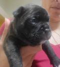Chiots Frenchie staff à placer