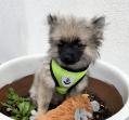 Chiot mâle de race petit spitz(Loulou de Poméranie)