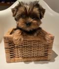 Chiots Yorkshire 