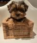 Chiots Yorkshire 