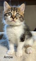 5 BB maine coon pure race