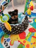 Adorables chiots Yorkshire Toy Adorables chiots Yorkshire Toy