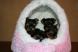 Adorables chiots Yorkshire Toy