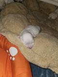 Chiot Coton de Tulear
