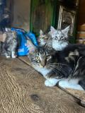 Magnifiques chatons Main Coon Magnifiques chatons Main Coon