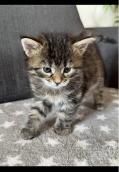 Magnifiques chatons Main Coon Magnifiques chatons Main Coon