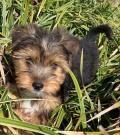 Chiots de race Yorkshire Chiots de race Yorkshire
