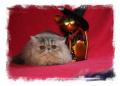 Chaton Persan et Exotic Shorthair
