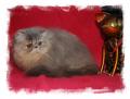 Chaton Persan et Exotic Shorthair