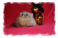 Chaton Persan et Exotic Shorthair