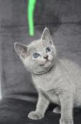Chaton bleu russe
