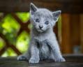 Chaton bleu russe