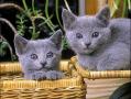 Chaton bleu russe