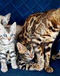 Chatons Bengal 