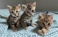 Chatons Bengal 