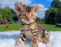 Chatons Bengal 