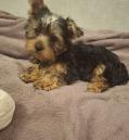 Chiots Yorkshire Terrier de race pure, âgés de 3 mois.