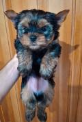 Chiots Yorkshire Terrier de race pure, âgés de 3 mois.