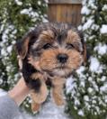 Chiots Yorkshire Terrier de race pure, âgés de 3 mois.