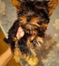 Chiots Yorkshire Terrier de race pure, âgés de 3 mois. Chiots Yorkshire Terrier de race pure, âgés de 3 mois.