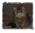Chaton Persan et Exotic Shorthair