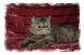 Chaton Persan et Exotic Shorthair