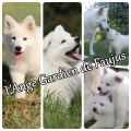 Superbes chiots berger blanc suisse LOF