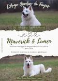 Superbes chiots berger blanc suisse LOF