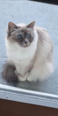 À adopter : Sacré de Birmanie de 5 ans À adopter : Sacré de Birmanie de 5 ans