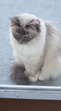 À adopter : Sacré de Birmanie de 5 ans À adopter : Sacré de Birmanie de 5 ans