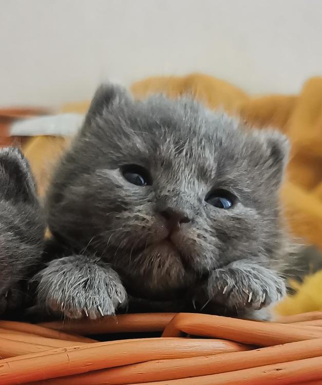 Chatons Chartreux Topannonces Ch