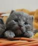 Chatons Chartreux 