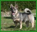 A réserver chiots Spits des Visigoths,Vallhund suédois