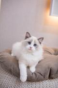 A DONNER:04 Chatons Pure Race RAGDOLL à Donner