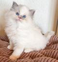 A DONNER:04 Chatons Pure Race RAGDOLL à Donner