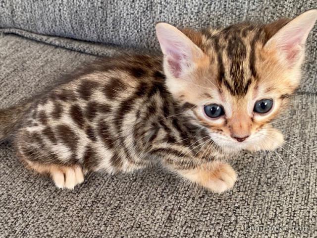 Adorables chatons bengal à donner