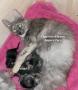 Jolis petits chatons angora pour le 18 octobre