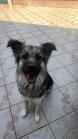 Chienne de 2 ans et demi stérilisée 