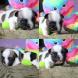 Chiot bouledogue français LOF 